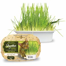Graminha Para Gatos Green Digestive Grass Ipet - 50g